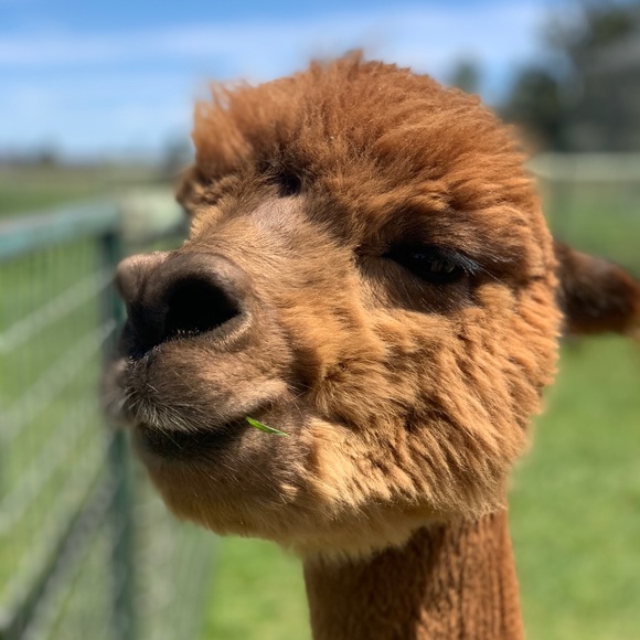 Meet your Posher, Nicole - Picture 1 of 1